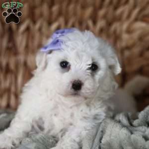 Bella, Bichon Frise Puppy